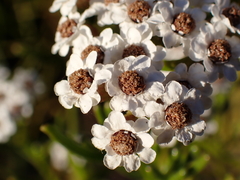 Ixodia achillaeoides