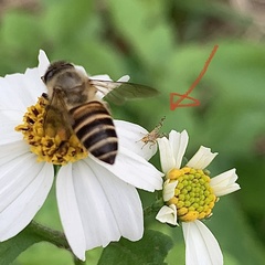 Campiglossa sororcula