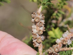Melaleuca densa