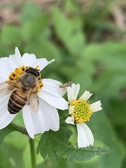 Campiglossa sororcula