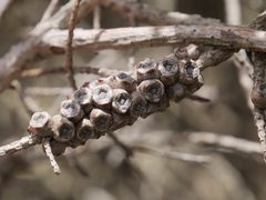 Melaleuca densa