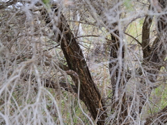Melaleuca densa