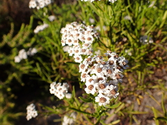 Ixodia achillaeoides
