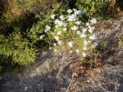 Ixodia achillaeoides