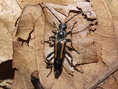 Strangalepta abbreviata