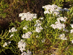 Ixodia achillaeoides