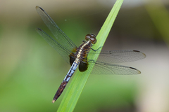 Erythrodiplax lativittata