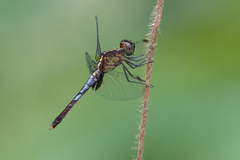 Erythrodiplax lativittata