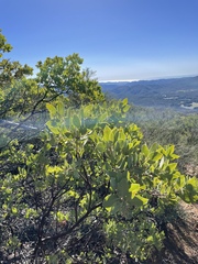 Arctostaphylos glandulosa
