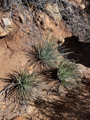 Hesperoyucca whipplei