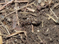 Aphaenogaster fulva