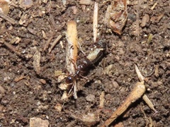Aphaenogaster fulva