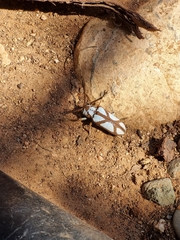 Prosopocera lactator