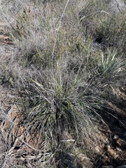 Muhlenbergia rigens