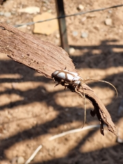 Prosopocera lactator