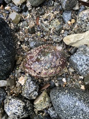 Haliotis kamtschatkana