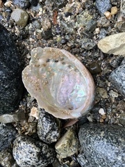 Haliotis kamtschatkana