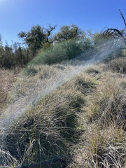 Muhlenbergia rigens