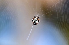 Thelacantha brevispina