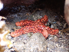 Uniophora granifera