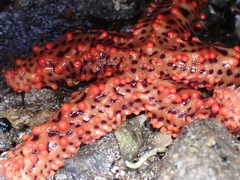 Uniophora granifera