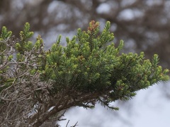 Melaleuca cuticularis