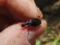 Platyninae