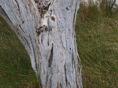 Melaleuca cuticularis
