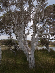 Melaleuca cuticularis