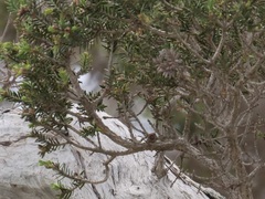 Melaleuca cuticularis