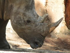Rhinocerotidae