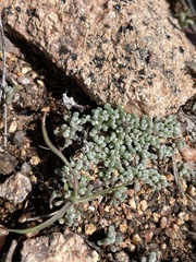 Psilocarphus tenellus