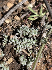 Psilocarphus tenellus