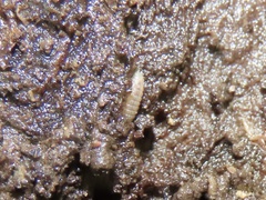 Haplophthalmus danicus