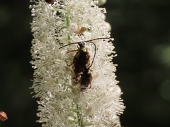 Typocerus velutinus