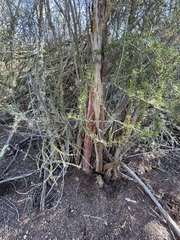 Adenostoma fasciculatum