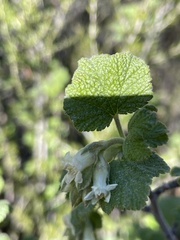 Ribes indecorum
