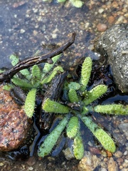 Plagiobothrys collinus