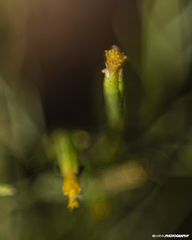 Tagetes micrantha