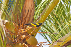 Icterus dominicensis