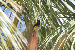 Icterus dominicensis