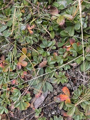 Sibbaldiopsis tridentata