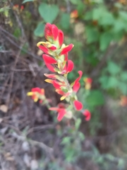 Castilleja integrifolia