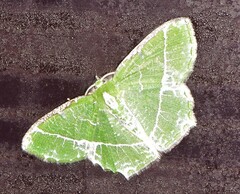 Eucyclodes insperata