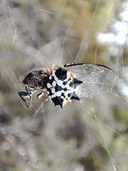 Atrapsalta furcilla