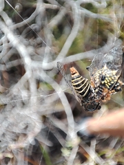 Atrapsalta furcilla