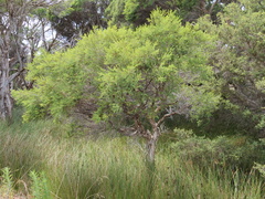 Melaleuca rhaphiophylla