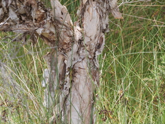 Melaleuca rhaphiophylla