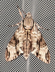 Psilogramma casuarinae