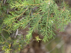 Melaleuca rhaphiophylla